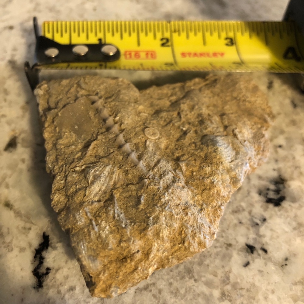 Fossil Specimen - Picture 4 of 4